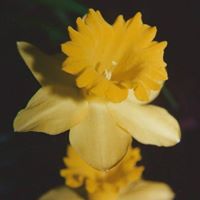 Nancy Ropp Photo 8