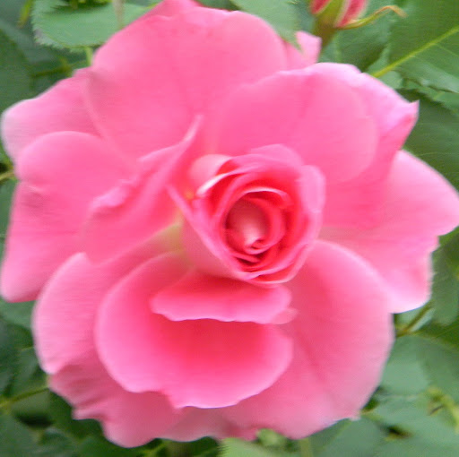 Nancy Finley Photo 22
