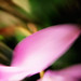 Rosa Caro Photo 6