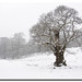 Kent Chestnut Photo 9