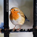 Robin Christ Photo 14