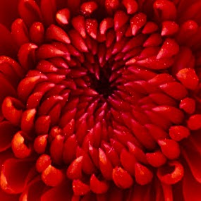 Carolyn Andersen Photo 25