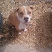 Diamond West Photo 22