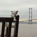 Sarah Humphreys Photo 18