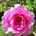 Rose Williams Photo 37