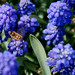 Tracey Bee Photo 10