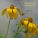 Alice Long Photo 16
