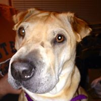 Sheryl Smith Photo 8