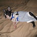 Frankie Benjamin Photo 8