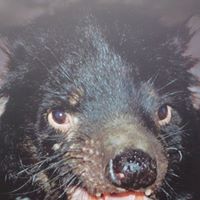 Charles Norris Photo 45