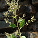 John Weed Photo 41