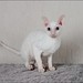 Lisa Rex Photo 23