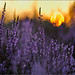 Heather Sommer Photo 11