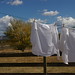Laura Shafer Photo 23