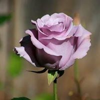 Sharron Miller Photo 13