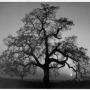 Thomas Mayes Photo 24