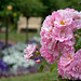Christine Rosa Photo 30