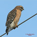 Alice Hawks Photo 8