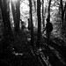 Cliff Priest Photo 8