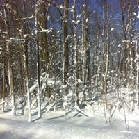 Carol Mcmahon Photo 8