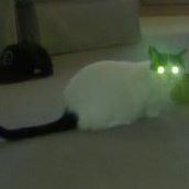 Kitty Cook Photo 10
