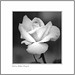 Rose Lui Photo 14