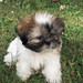 Frances Spitz Photo 5
