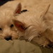 Cindy Wiley Photo 17