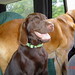 Dexter Murphy Photo 19