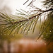 Mark Tribble Photo 23