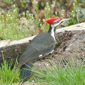 Eric Hopkins Photo 32
