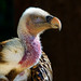 Richard Carrion Photo 30