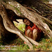 Ann Root Photo 23