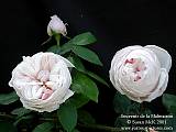 Sheena Mathew Photo 25