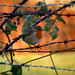 Robin Dean Photo 11