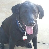 Lisa Bevins Photo 8