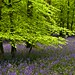 Bradley Forest Photo 4