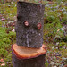 Nancy Simpson Photo 46