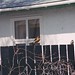 Robin Swift Photo 19