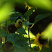 Susan Withrow Photo 15