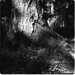 Edward Forest Photo 12