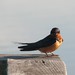 John Heintz Photo 16