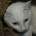 Elizabeth Lacy Photo 11