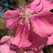 Kathleen Flowers Photo 25