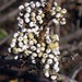 Sandy Berry Photo 21