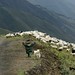 Georgia Shepherd Photo 14