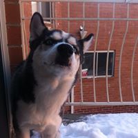 Max Joy Photo 3