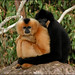 Thomas Gibbon Photo 10