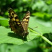 Robert Hain Photo 14