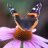 Pat Howell Photo 22